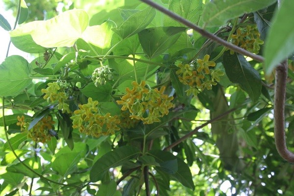 Kỹ thuật trồng cây hoa thiên lý tại nhà